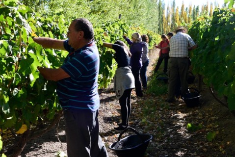 Vuelve la fiesta del vino patero a la Bodega Chacra Moschini