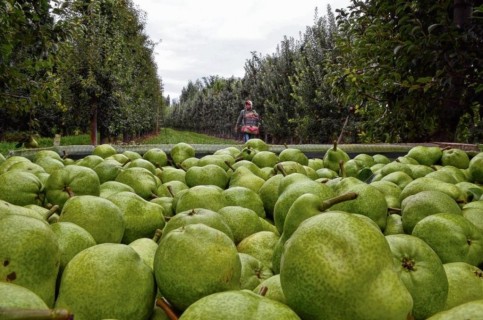 La Pera: la gran fruta estrella de la Argentina